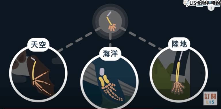 真實性_鯨魚鰭狀前肢